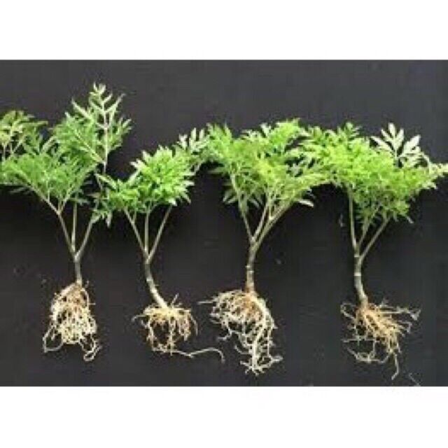 Mầm Cây đinh lăng giống