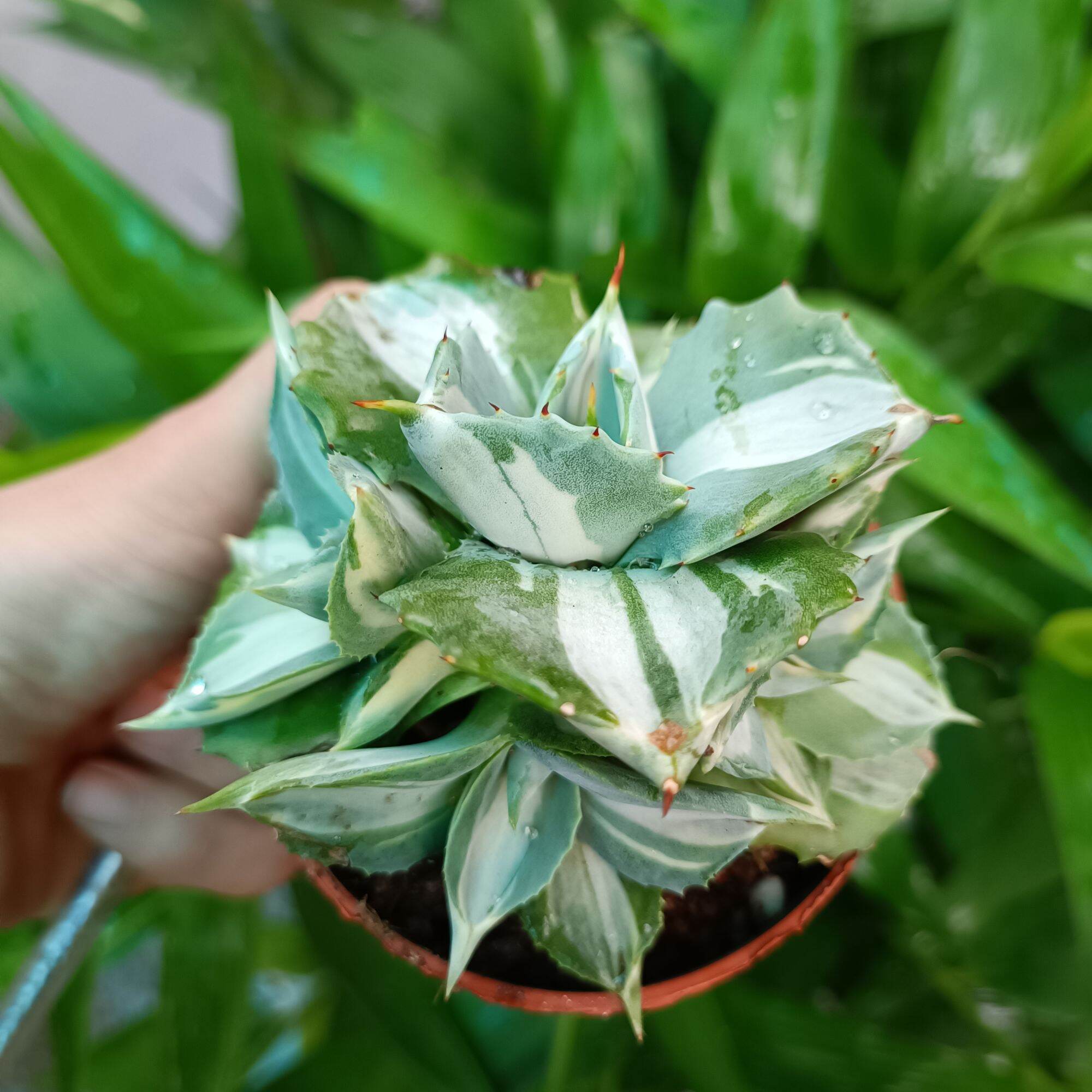 Sale 50%- Sen đá dứa hoa hồng var