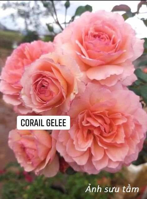 Hoa hồng ngoại Corail rose