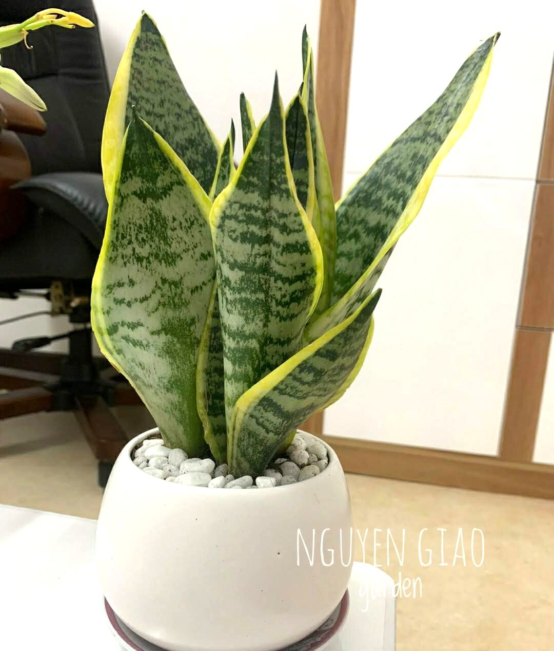 Cây lưỡi hổ chậu sứ tròn để bàn