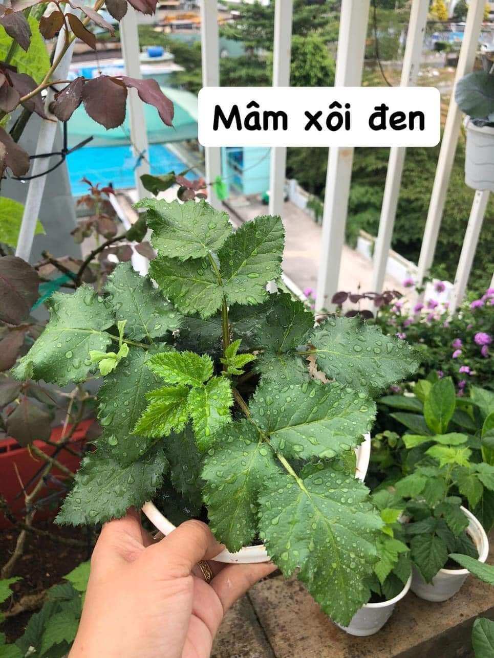 Combo 2 cây  giống Mâm Xôi VÀNG + ĐỎ loại giống quả to ngọt