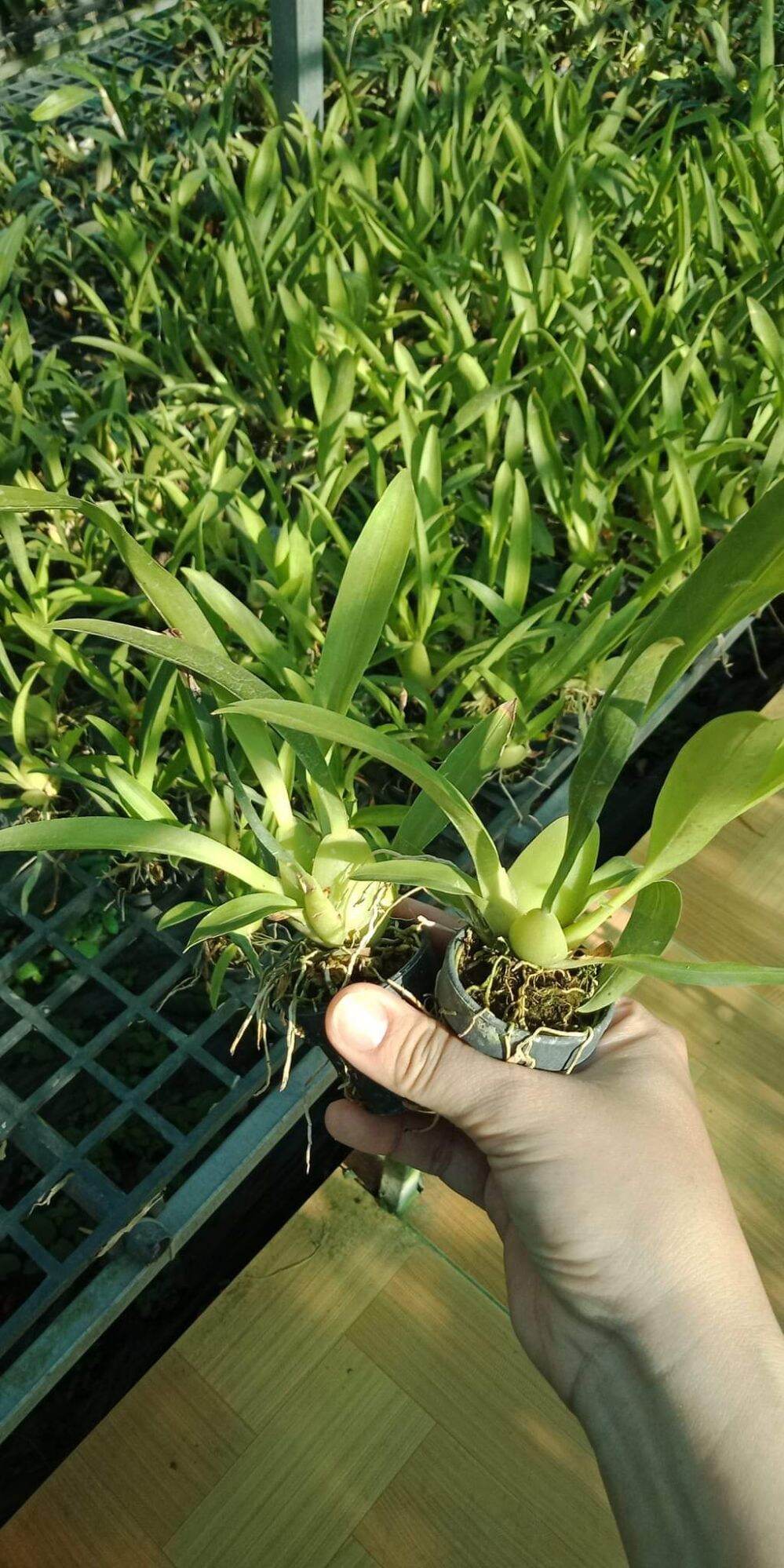 Vũ nữ Ha- nu -maan giống hoa thơm