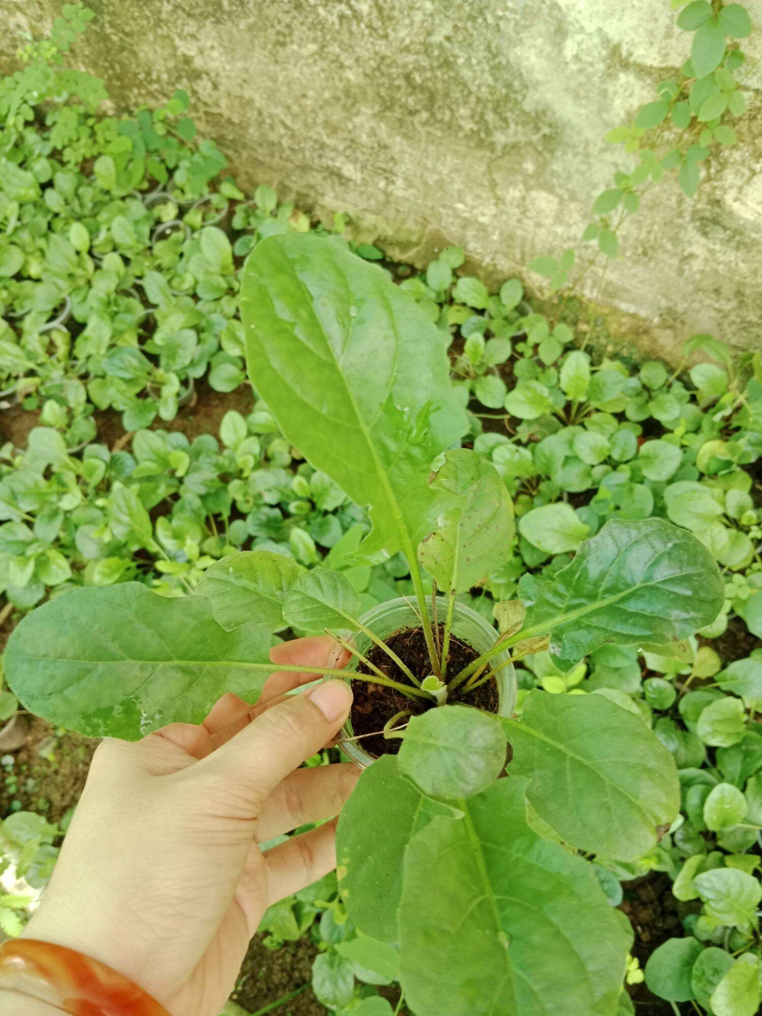 CÚC ĐỒNG TIỀN HỒNG LÙN (Mua 10 tặng 1 mini)