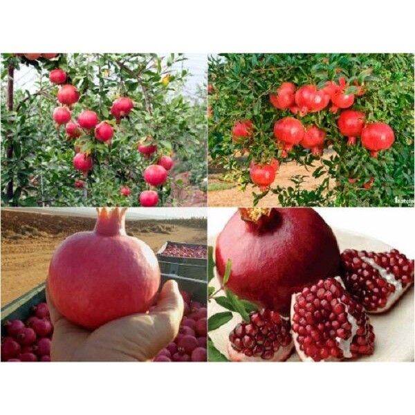 Cây lựu đỏ Ấn Độ tứ mùa