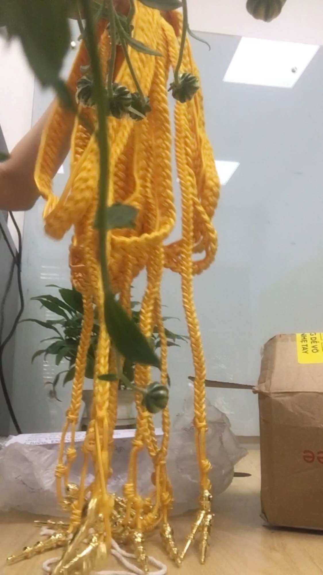 Dây nghi lễ biểu diễn, dây chiến thắng