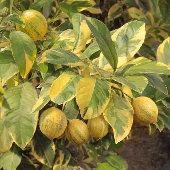 Cây giống chanh cẩm thạch