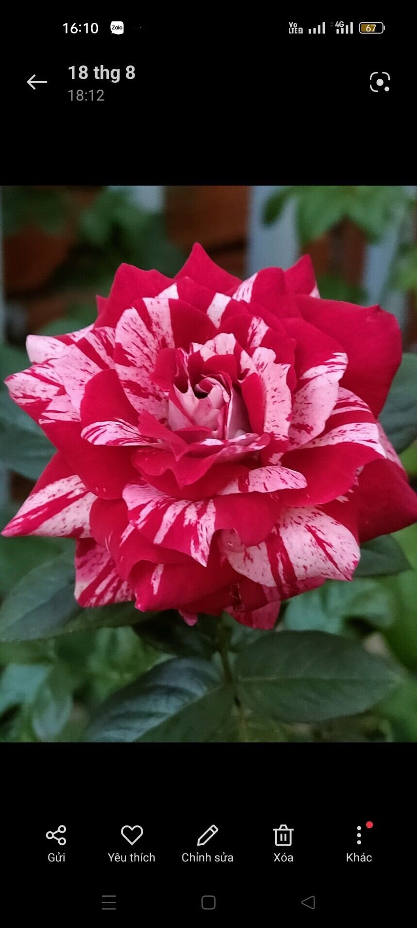 [HCM]Hoa hồng ngoại Julio Rose