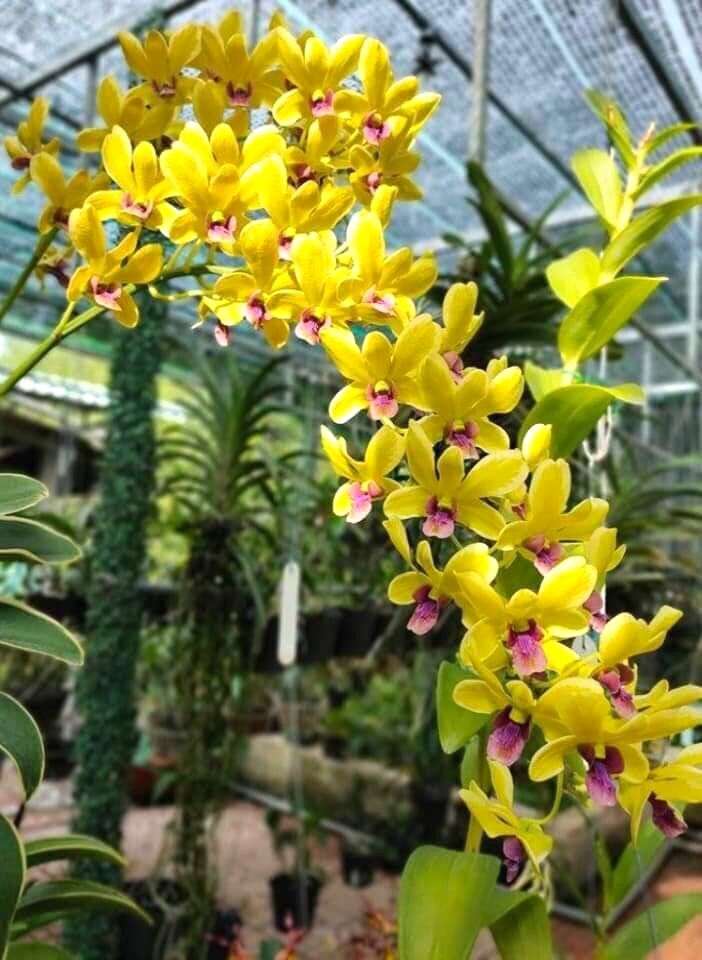 (1 chậu) Hoa lan dendro lá biên - đang hoa hoặc hàng lá