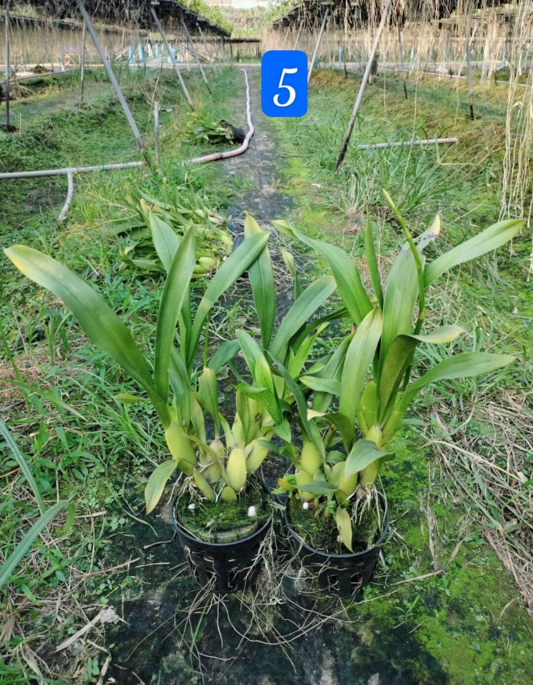 Compo 5 chậu nhựa trồng lan f16