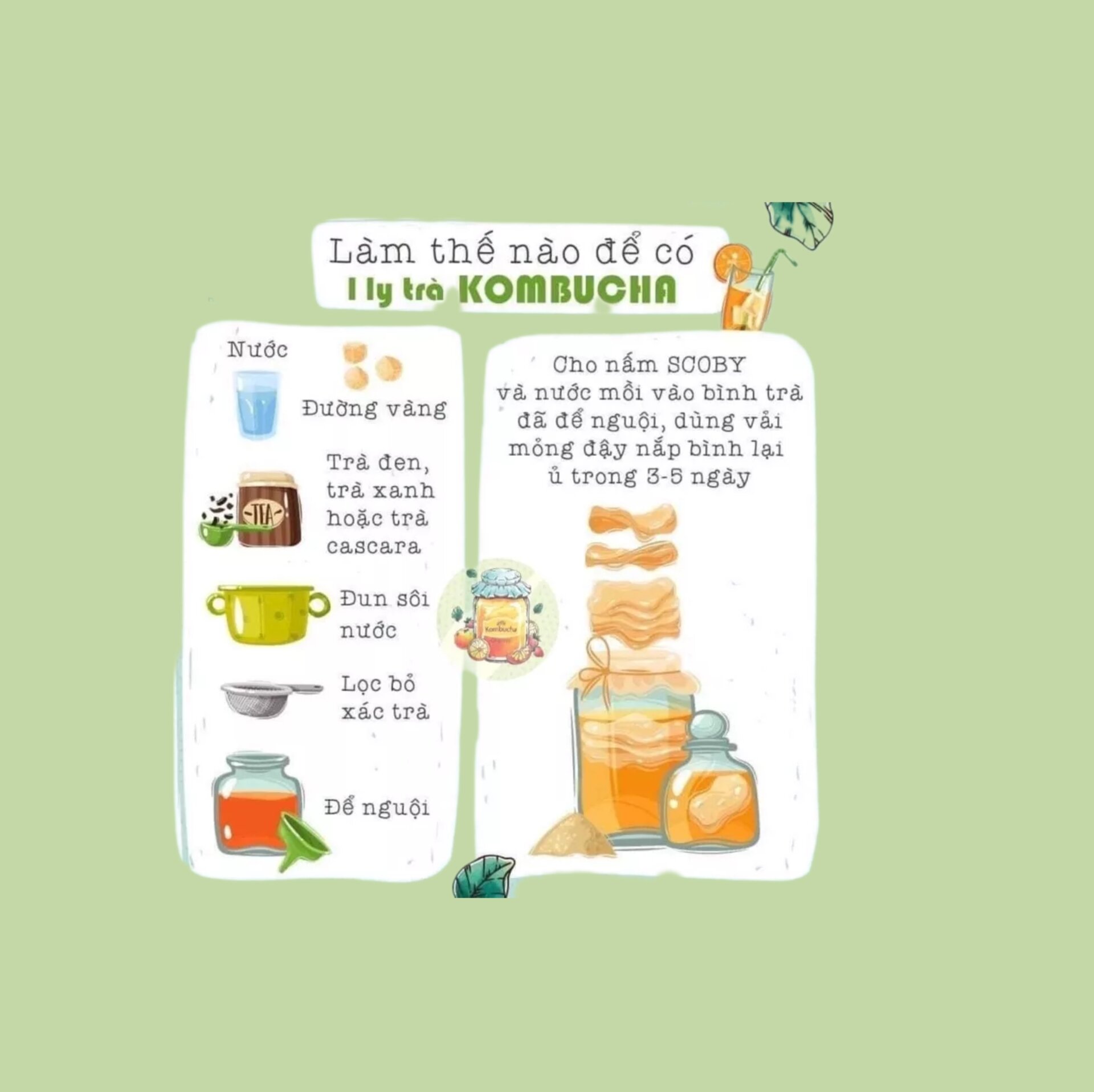 ComBo SCOBY/ KOMBUCHA Đầy Đủ Làm Trà Kombucha