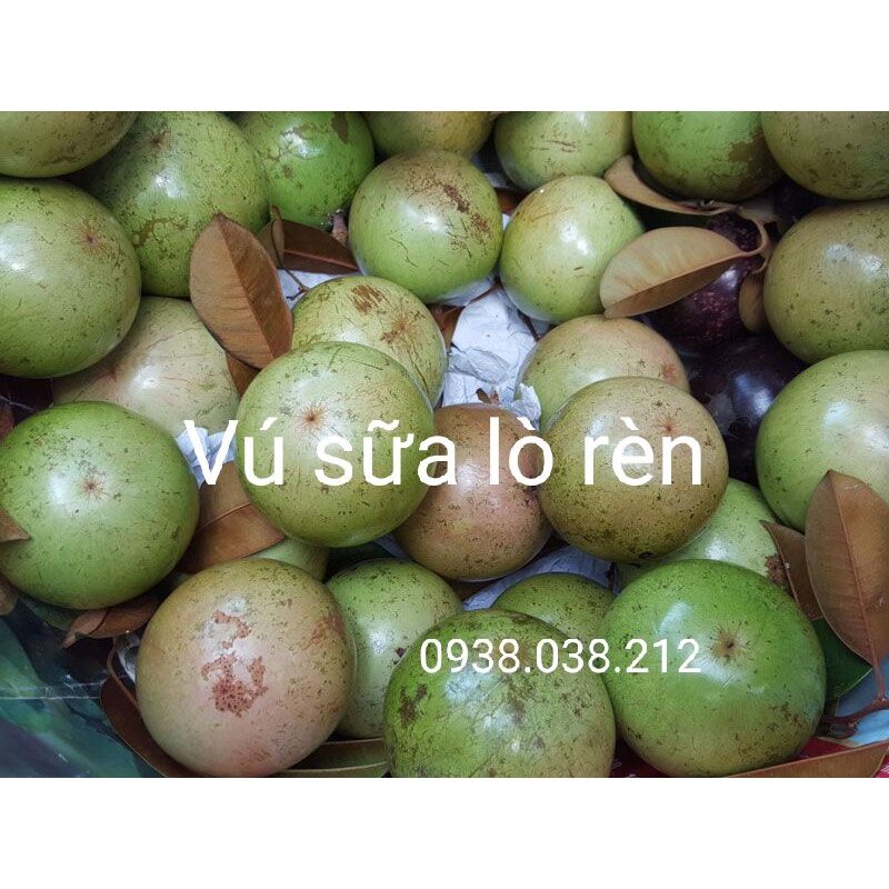CÂY GIỐNG VÚ SỮA LÒ RÈN