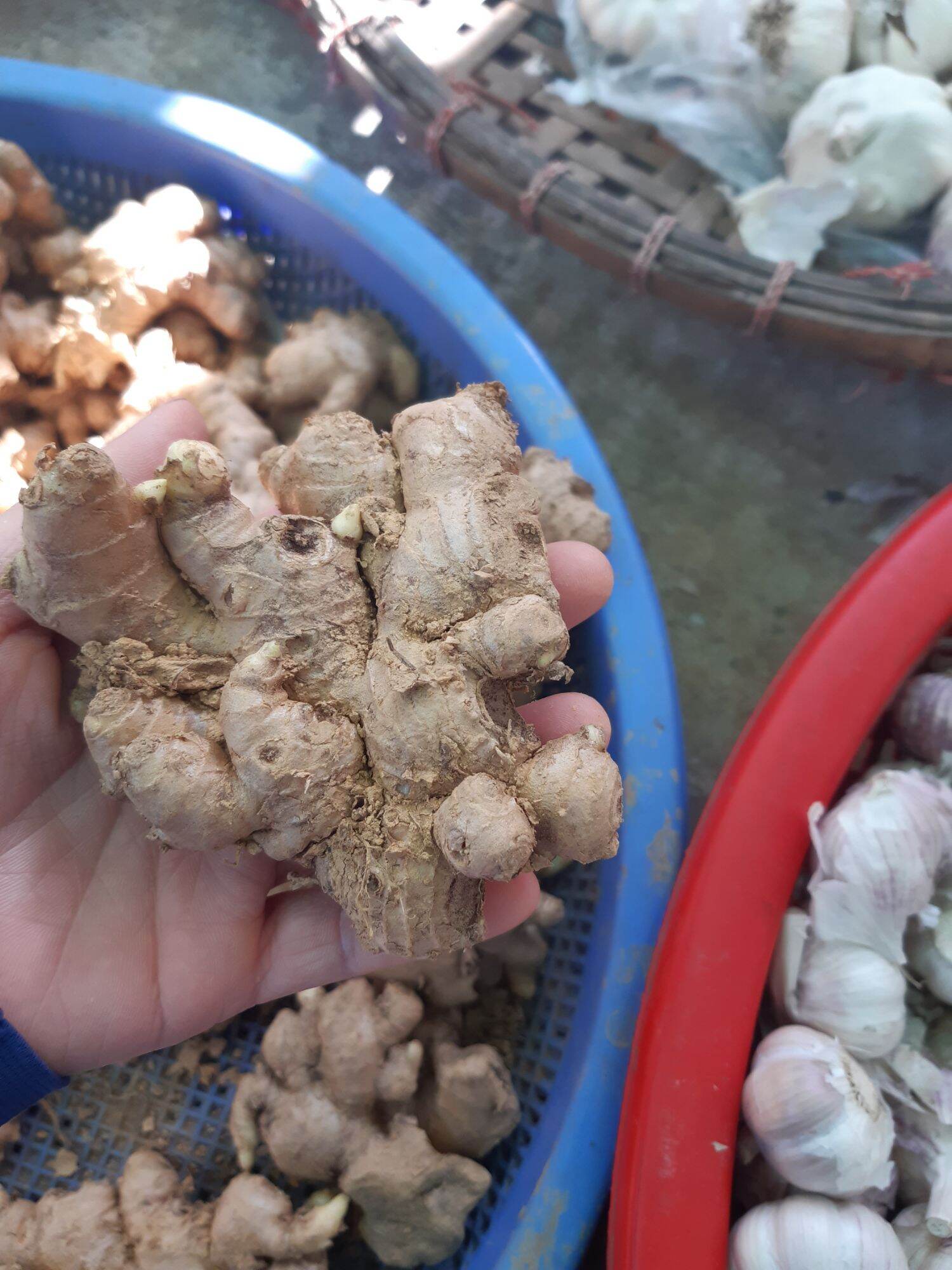 Củ gừng tươi việt nam 500g