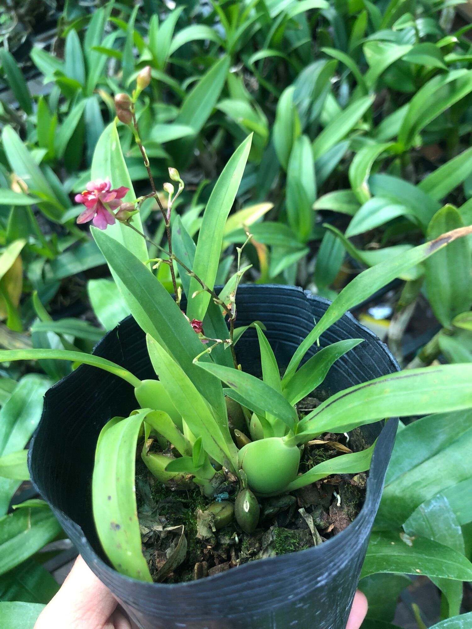 Vũ nữ hồng lâu mộng