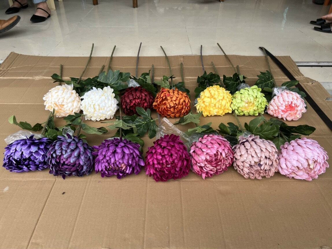 Cúc đại đóa hoa lớn 12cm