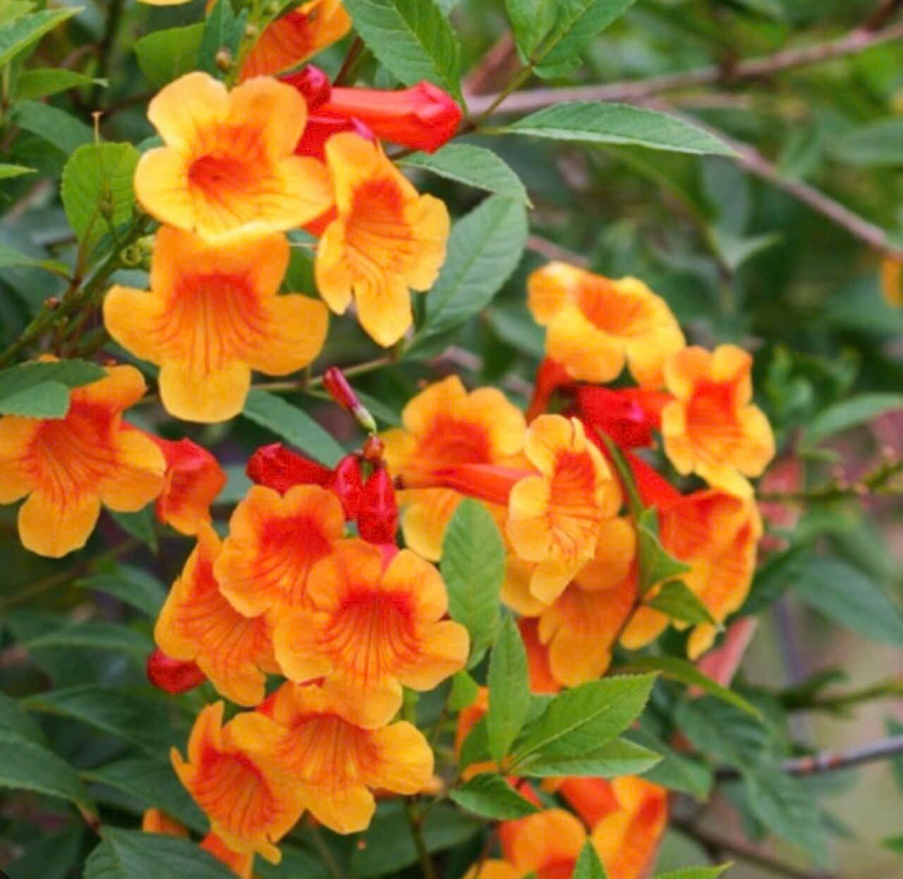 Cây 🌲 Hoàng Yến Cam 1 cốt