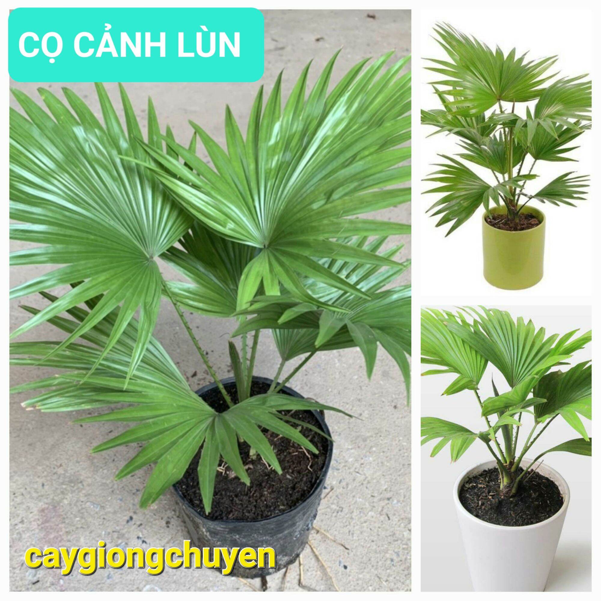 Cây giống cọ cảnh để bàn siêu lùn