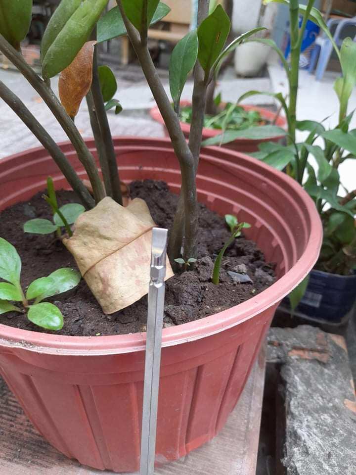 TUA VÍT KAPUSI CAO CẤP