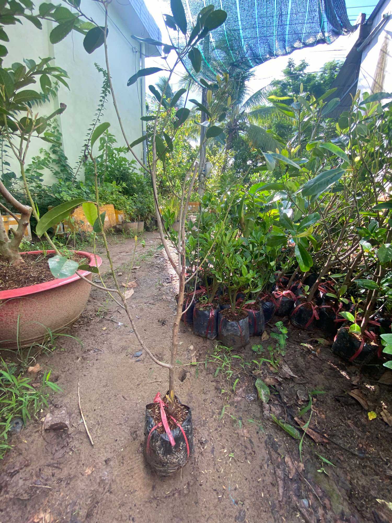 Cây Cà Na giống Tứ quý