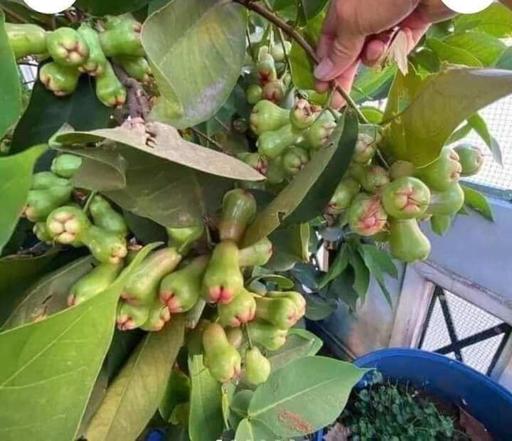 Cây giống roi xanh đường(mận xanh tam hoa)
