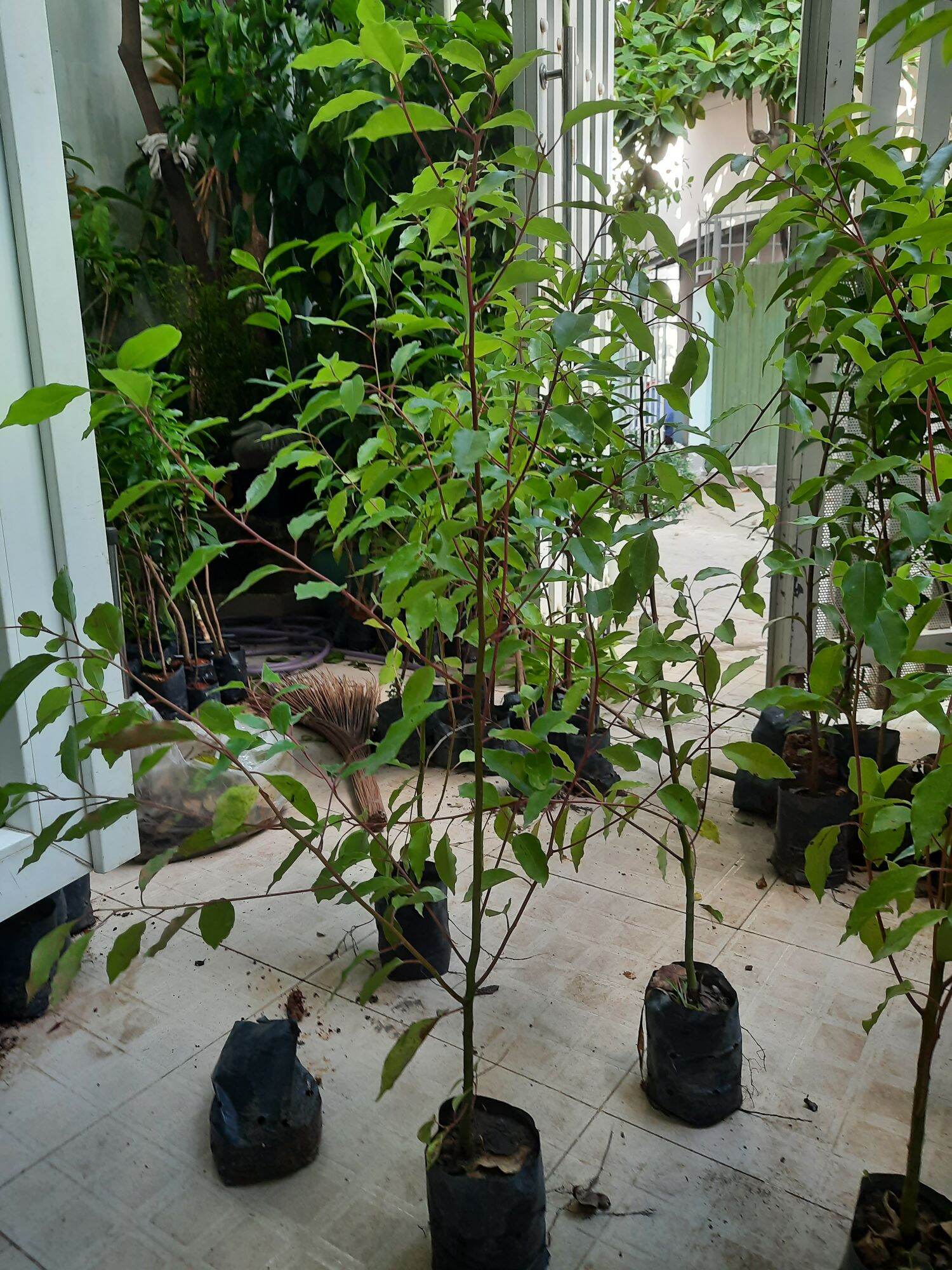 Cây long não, chiều cao 80cm