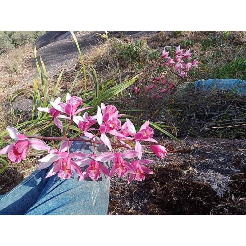 Hoa lan kiếm Hồng (1 khóm) vv