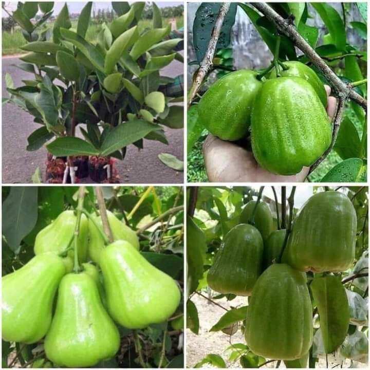 Cây giống mận xanh đường