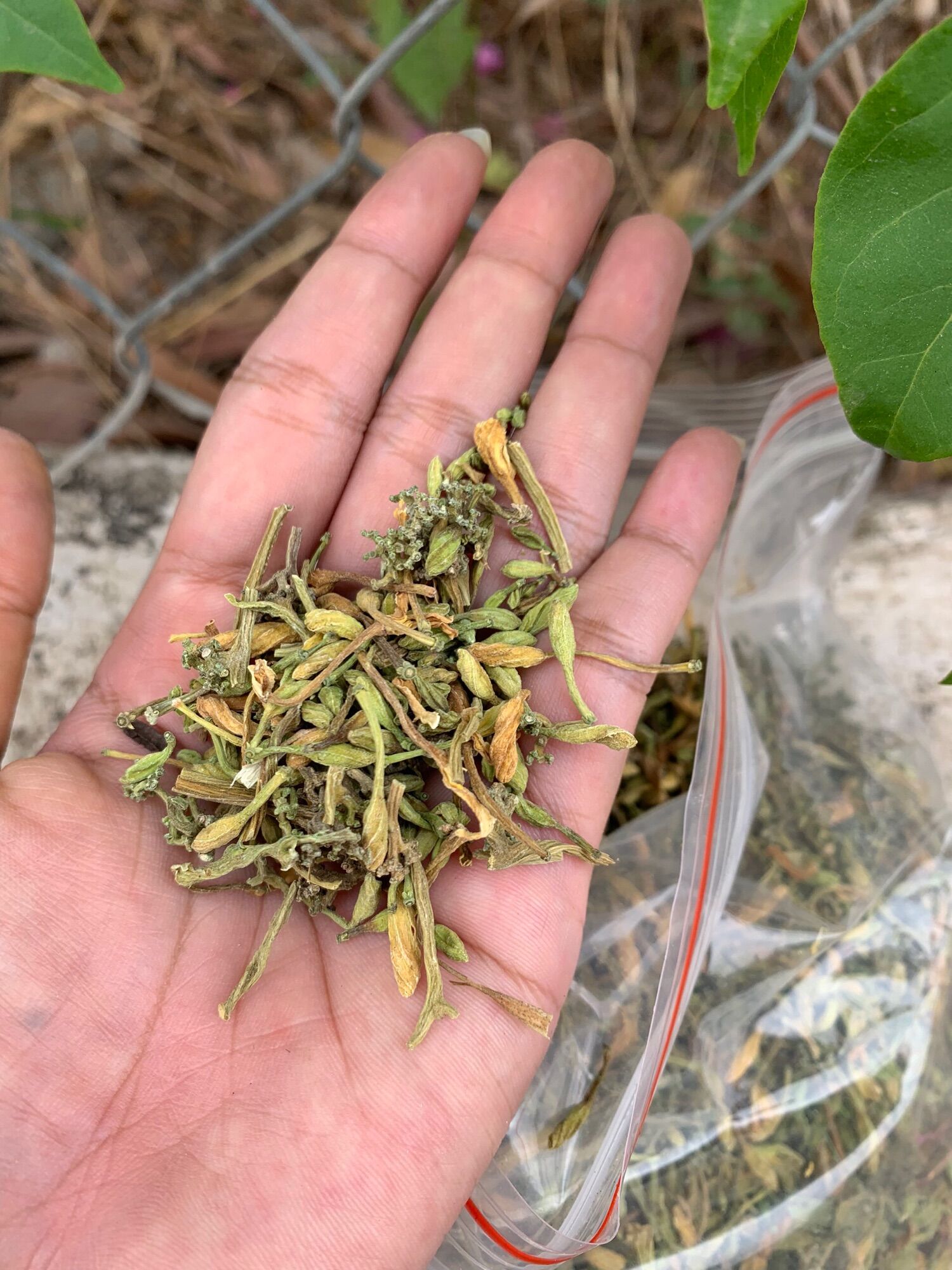 Hoa đu đủ sấy khô 100g-500g-1kg