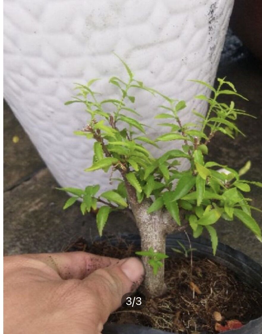 [HCM]Mai Chiếu Thủy dạng phôi