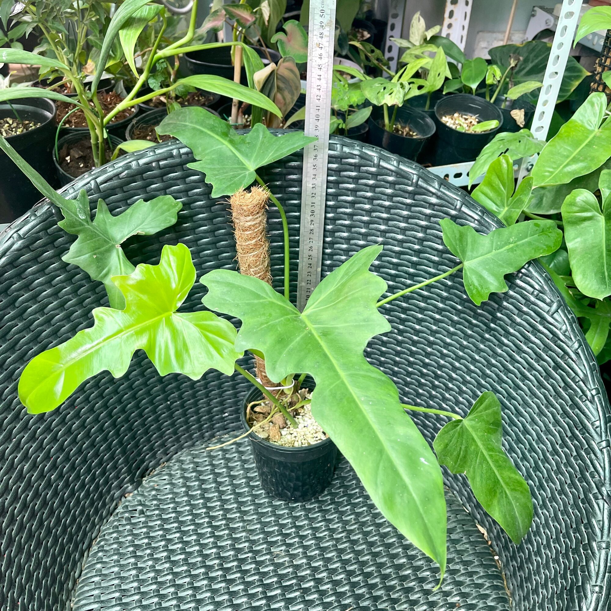 Cây trầu bà rồng philodendron golden Dragon