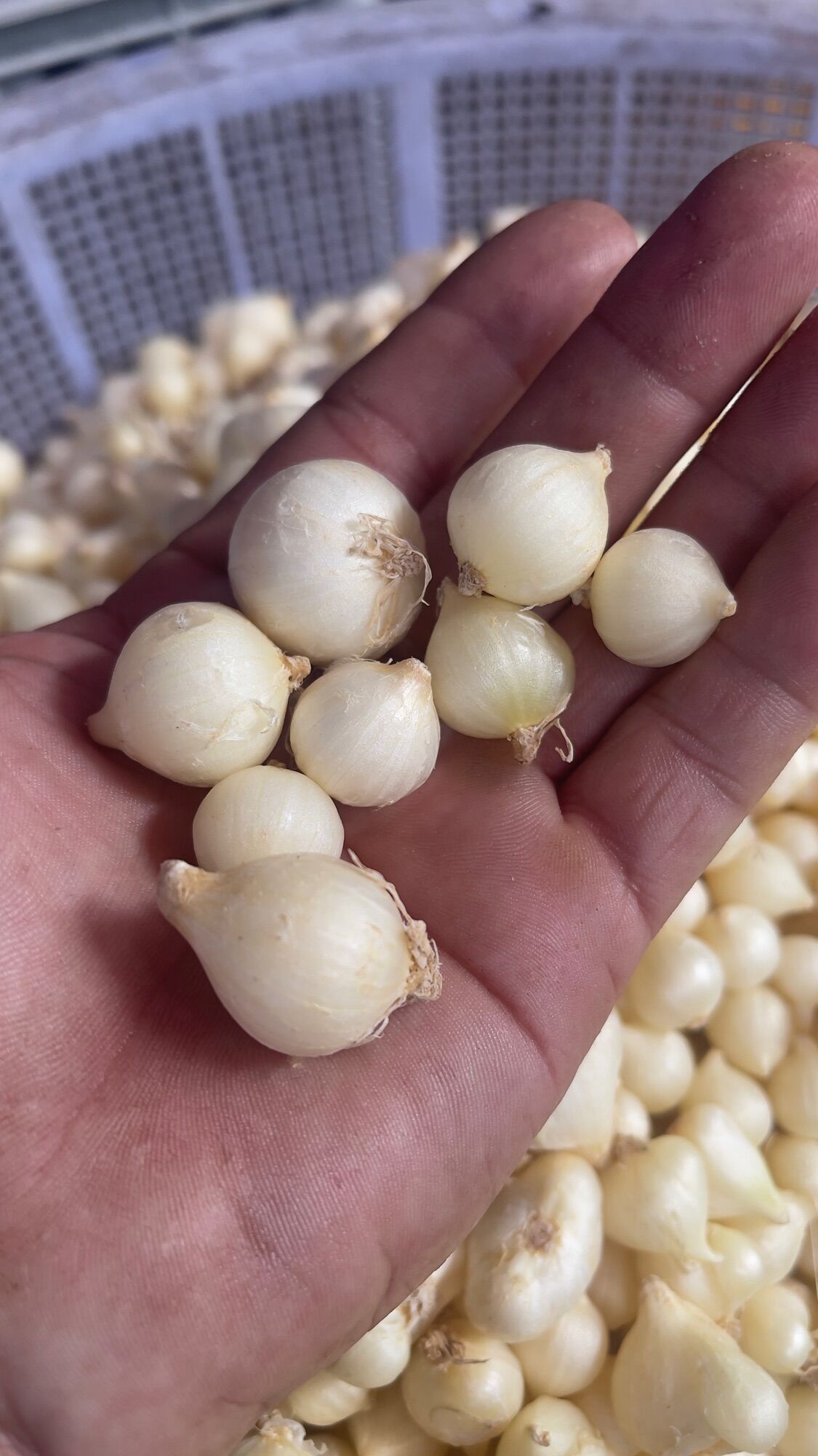 Củ nén hành tăm loại lớn túi lưới 500g