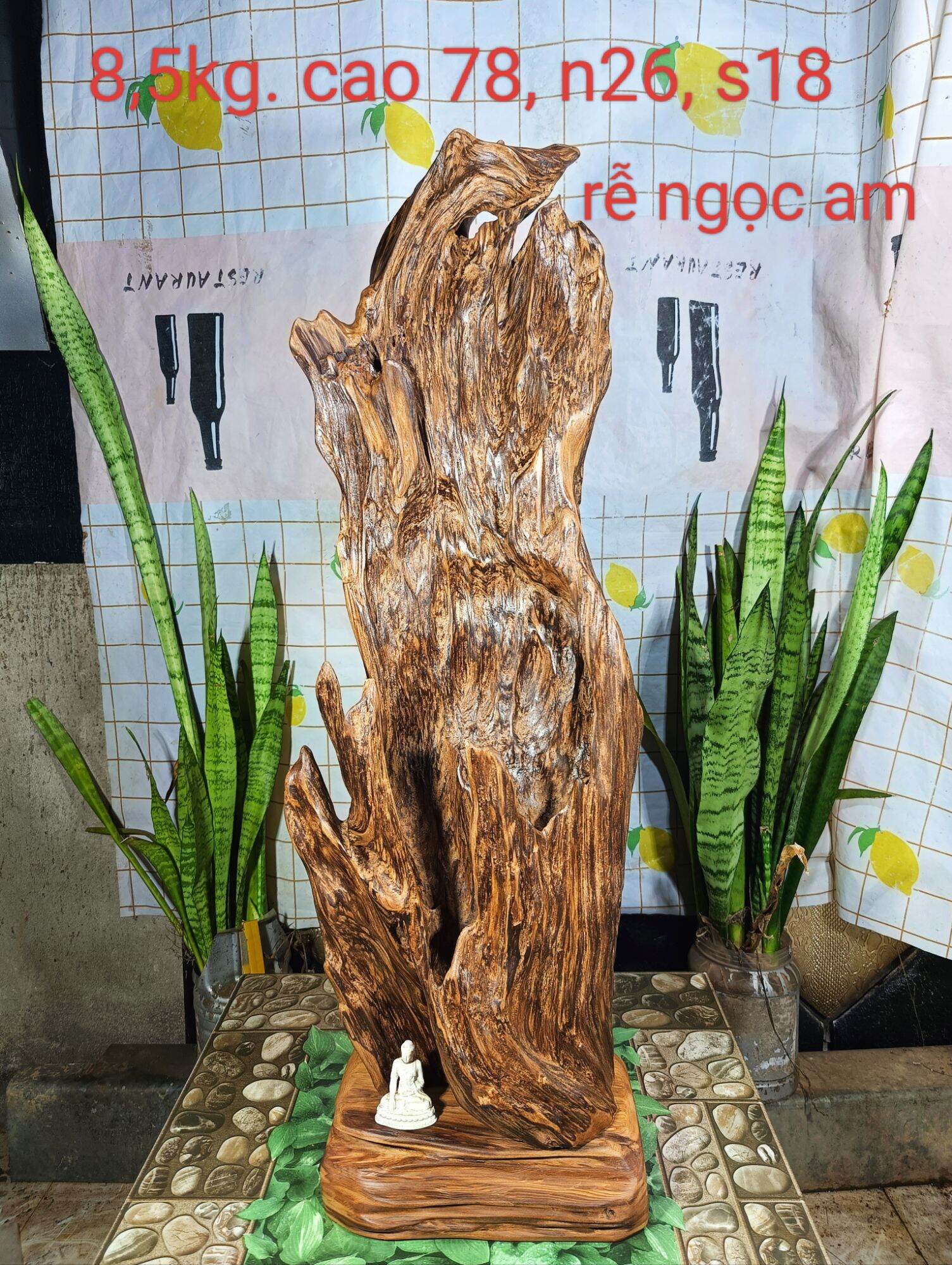 Lũa ngọc am đỏ hà giang, hàng rễ bao thơm