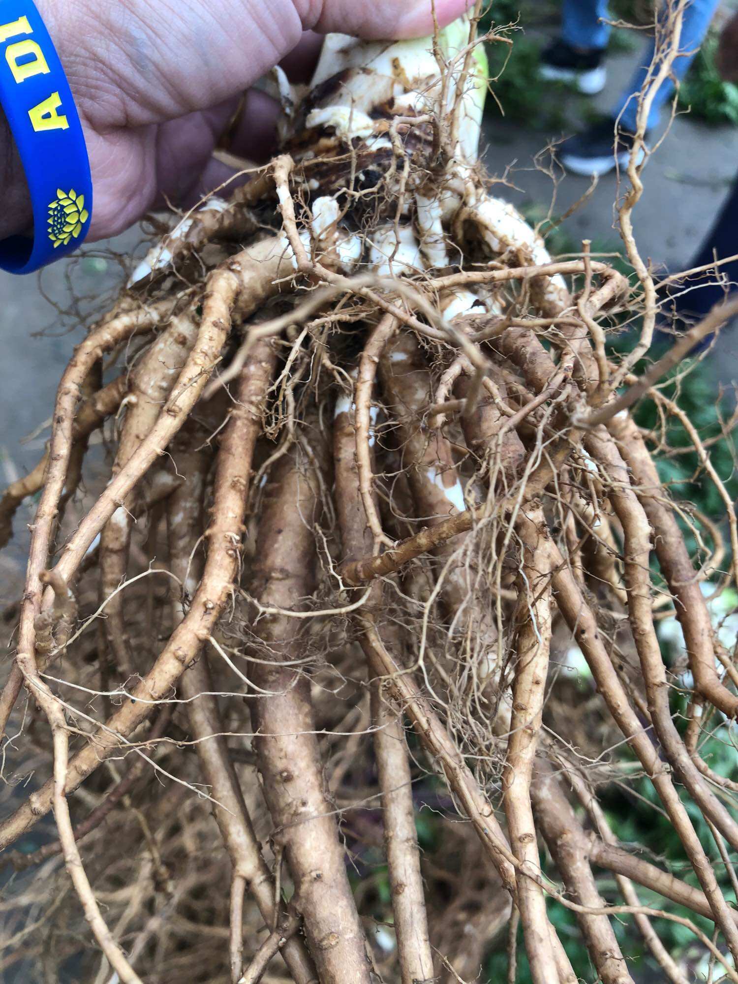Sâm đương quy tươi hàng 2củ/kg