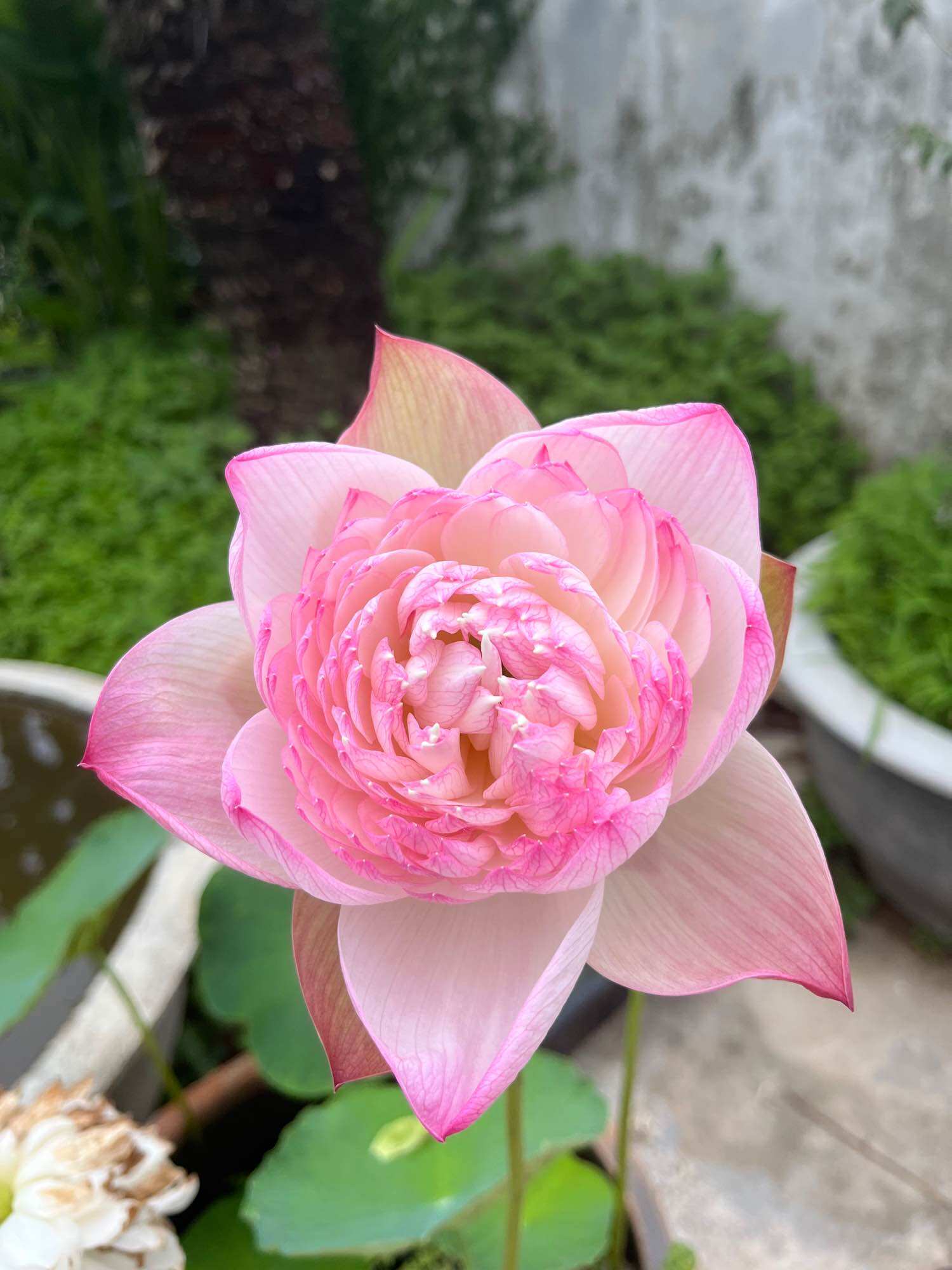 củ giống sen super siêu sai hoa