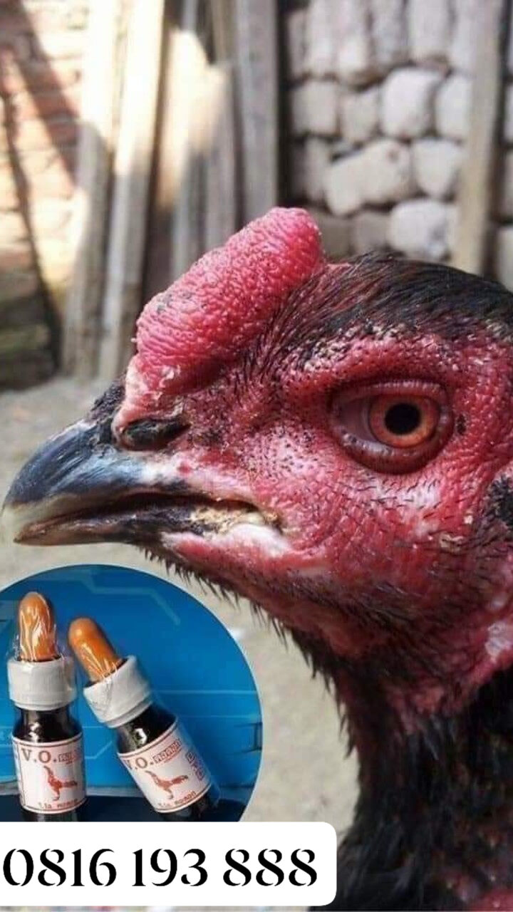 T.huốc kén mép, rách mép cho gà chọi t ốt n hất Thái Lan