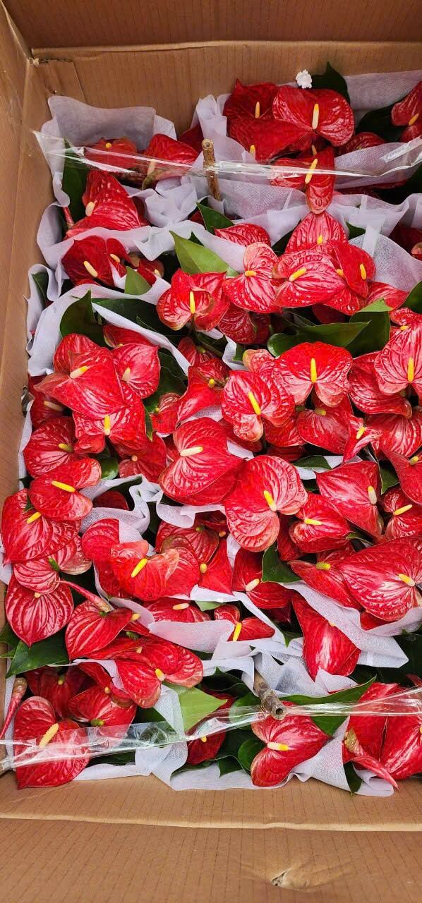 Hoa hồng môn đỏ