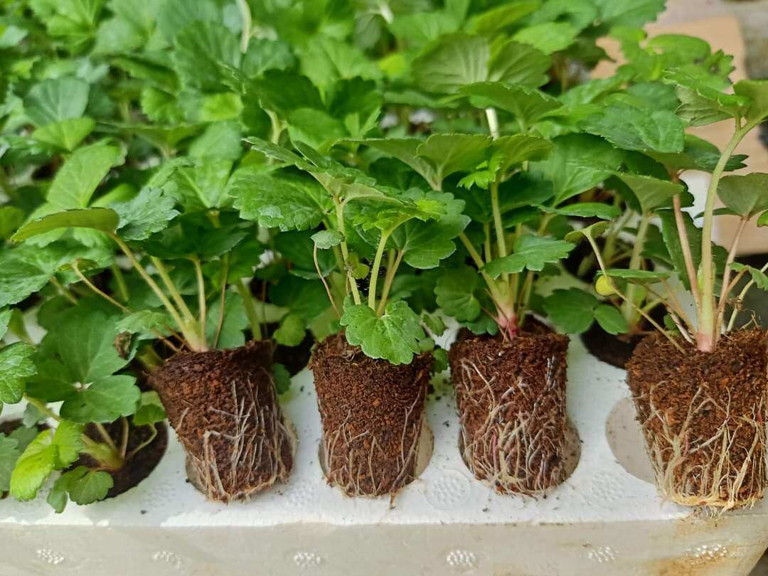 Combo 10 cây mô vỉ dâu Nhật Hoa Đỏ - HÀ LAN HOA HỒNG