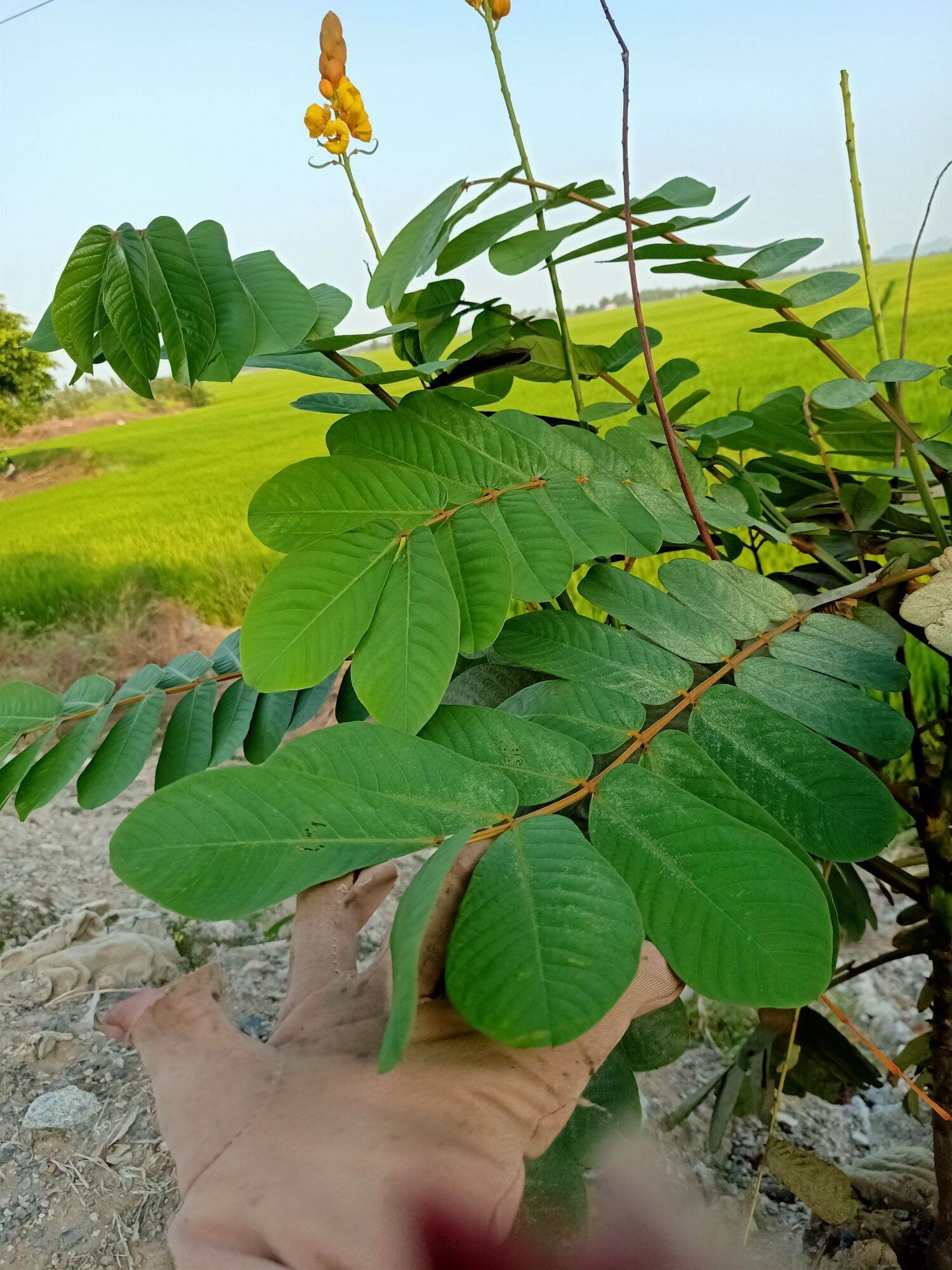 1Kg Lá Muồng Trâu Tươi/khô