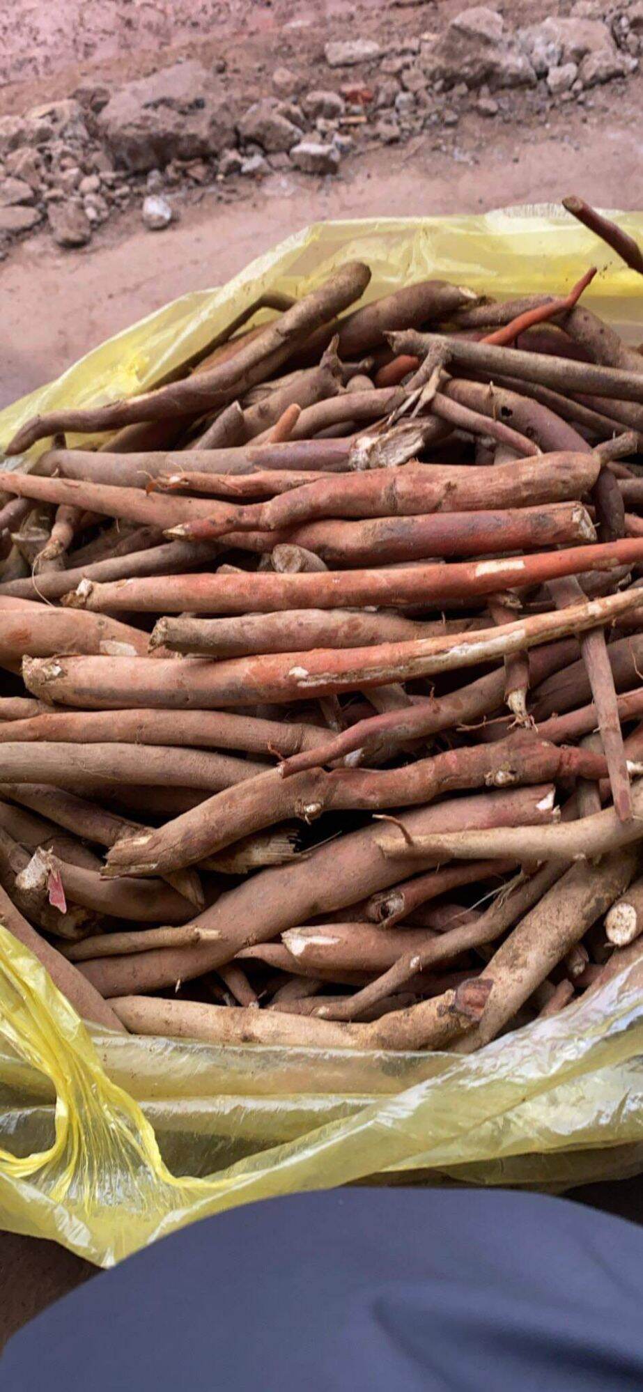 1kg sâm cau đỏ khô loại đẹp