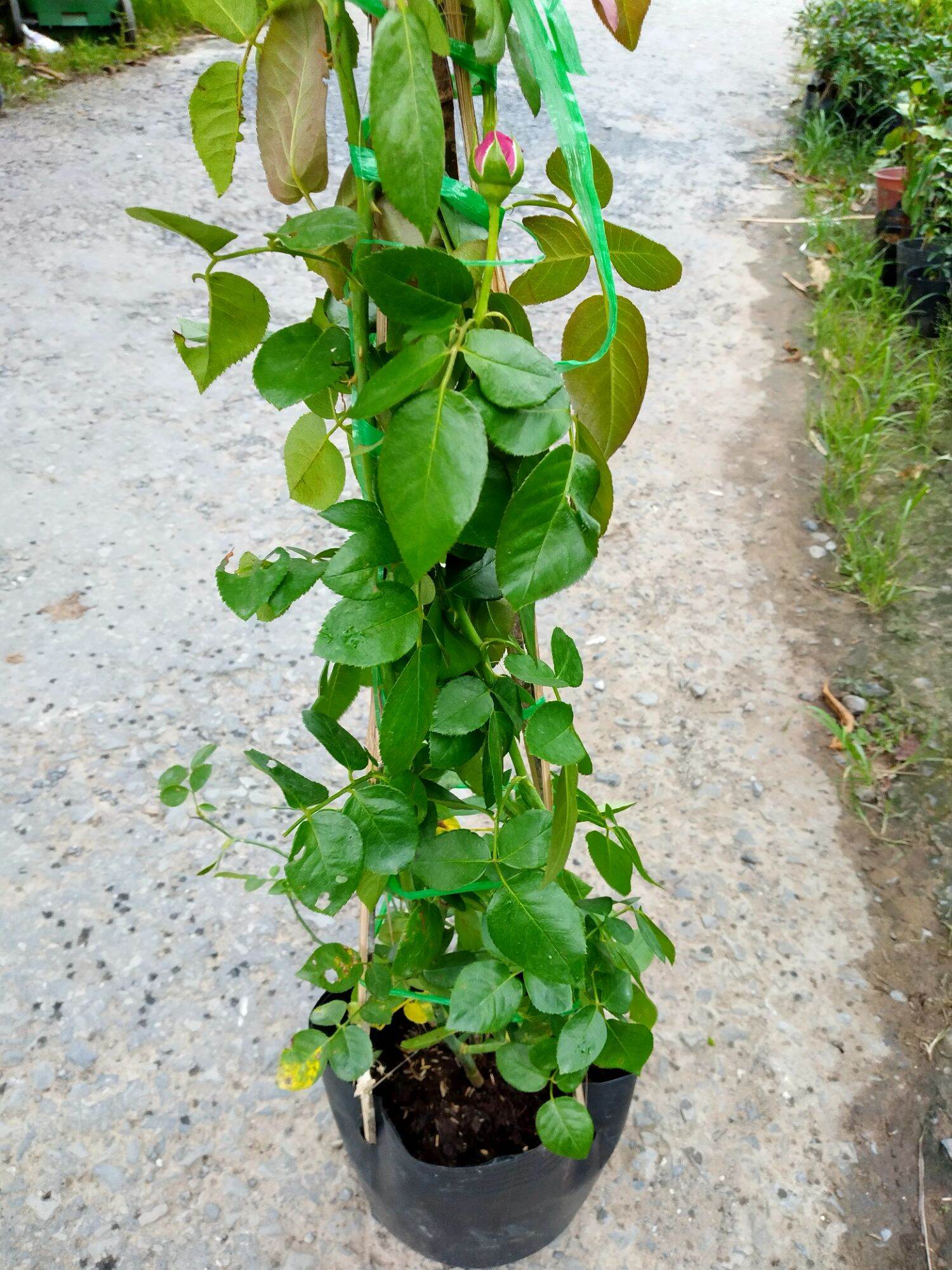 Chậu hồng leo Red Eden cao gần 1 mét