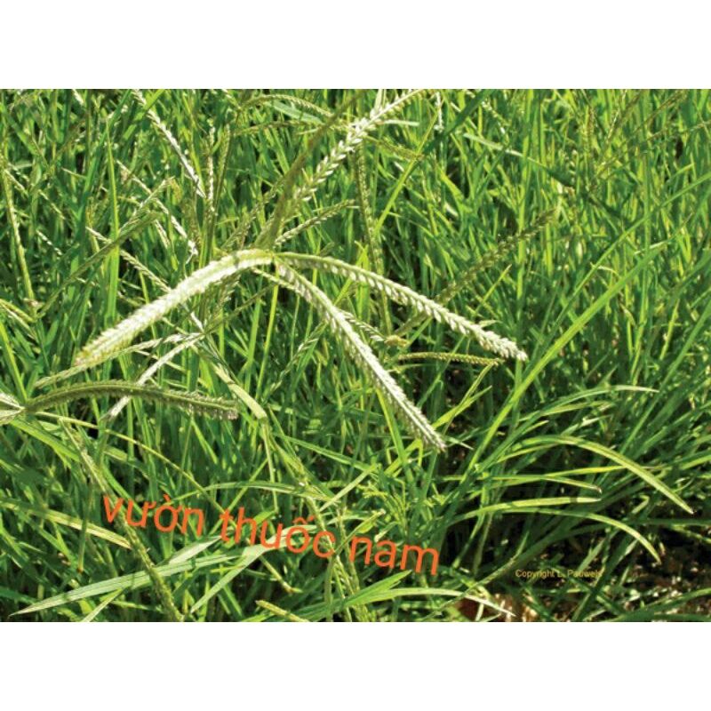 1kg cây cỏ mần trầu tươi cả rễ ( chỉ ship miền nam )