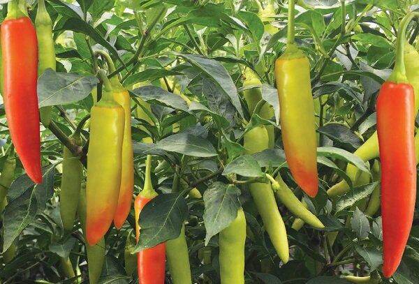 Hạt giống Ớt Sừng Vàng siêu cay, siêu năng suất