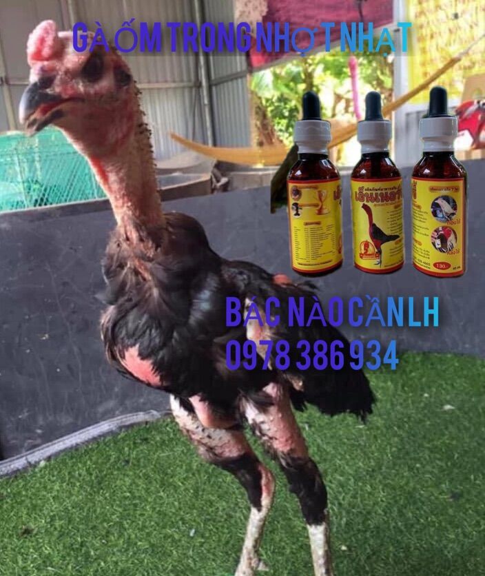 Phục Hồi Ốm trong cho Gà đá