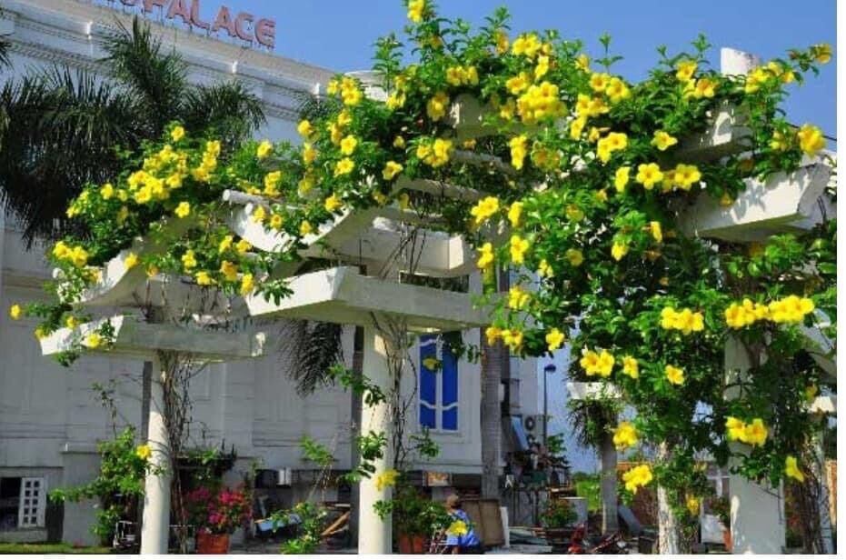 Cây hoa lan tỏi(cây giống)