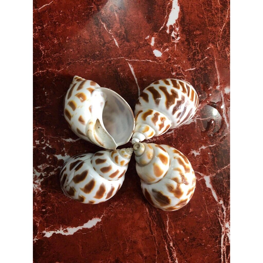 [HCM] Vỏ Ốc Biển - Vỏ Ốc Hương - Vỏ Ốc Mượn Hồn Đẹp - Giá Rẻ - Vỏ Ốc Biển Tự Nhiên