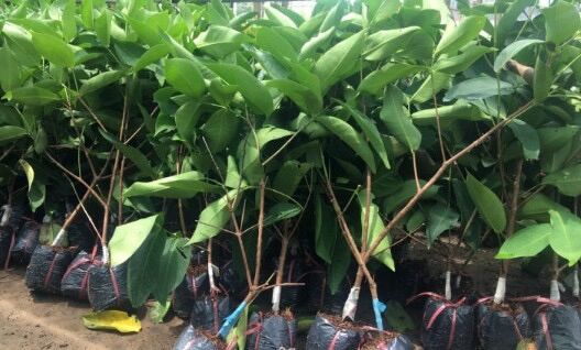 Cây Giống Mận Đỏ An Phước