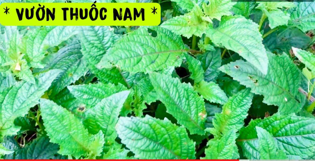 1kg thân lá cây nàng hai tươi cây tầm ma tươi cây ngứa tươi 1kg