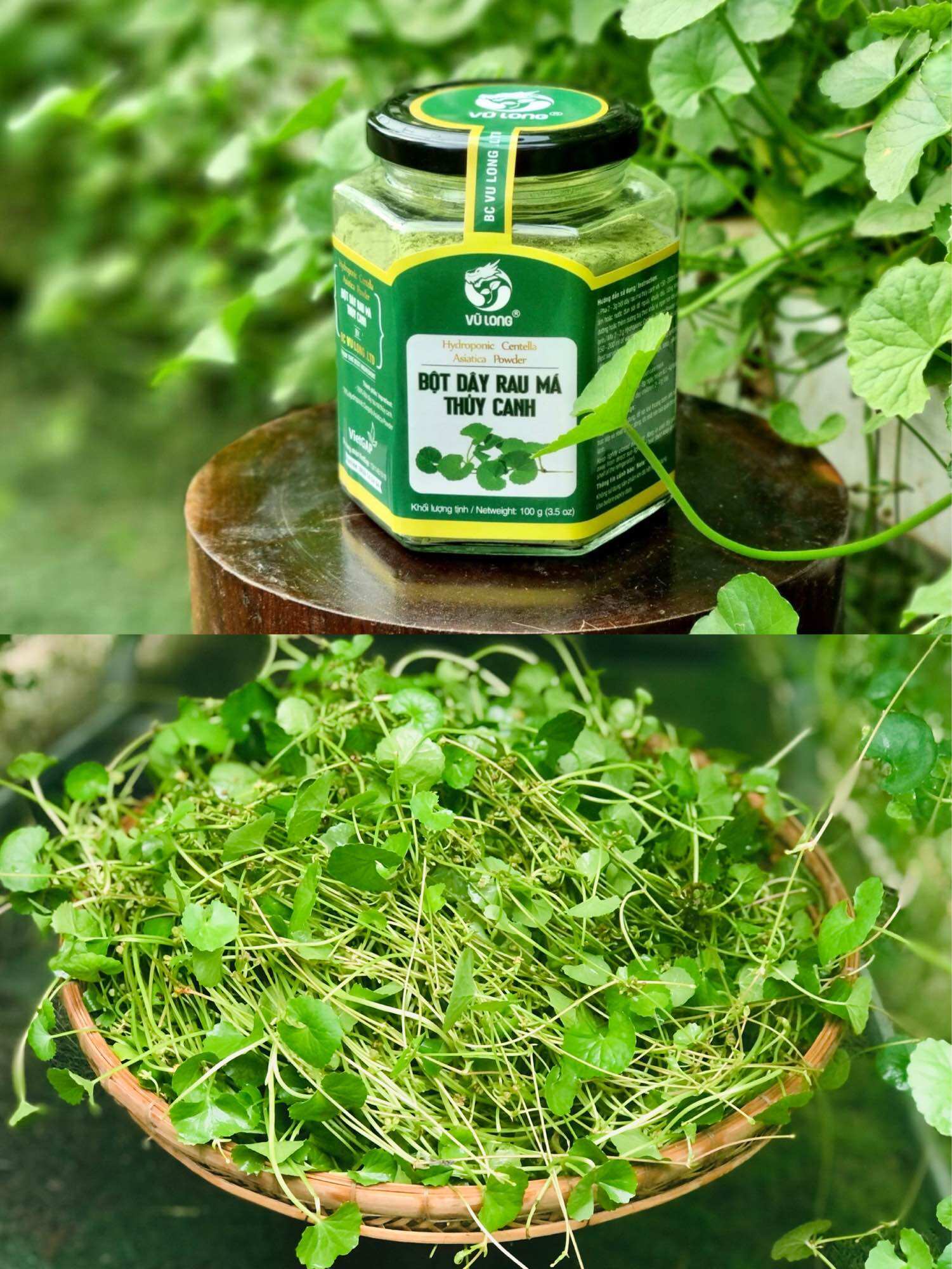 Bột dây rau má thuỷ canh không đường cao cấp hủ 100g