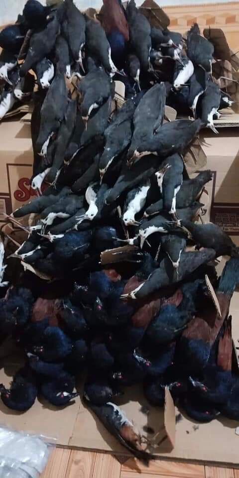 Bìm bịp giả