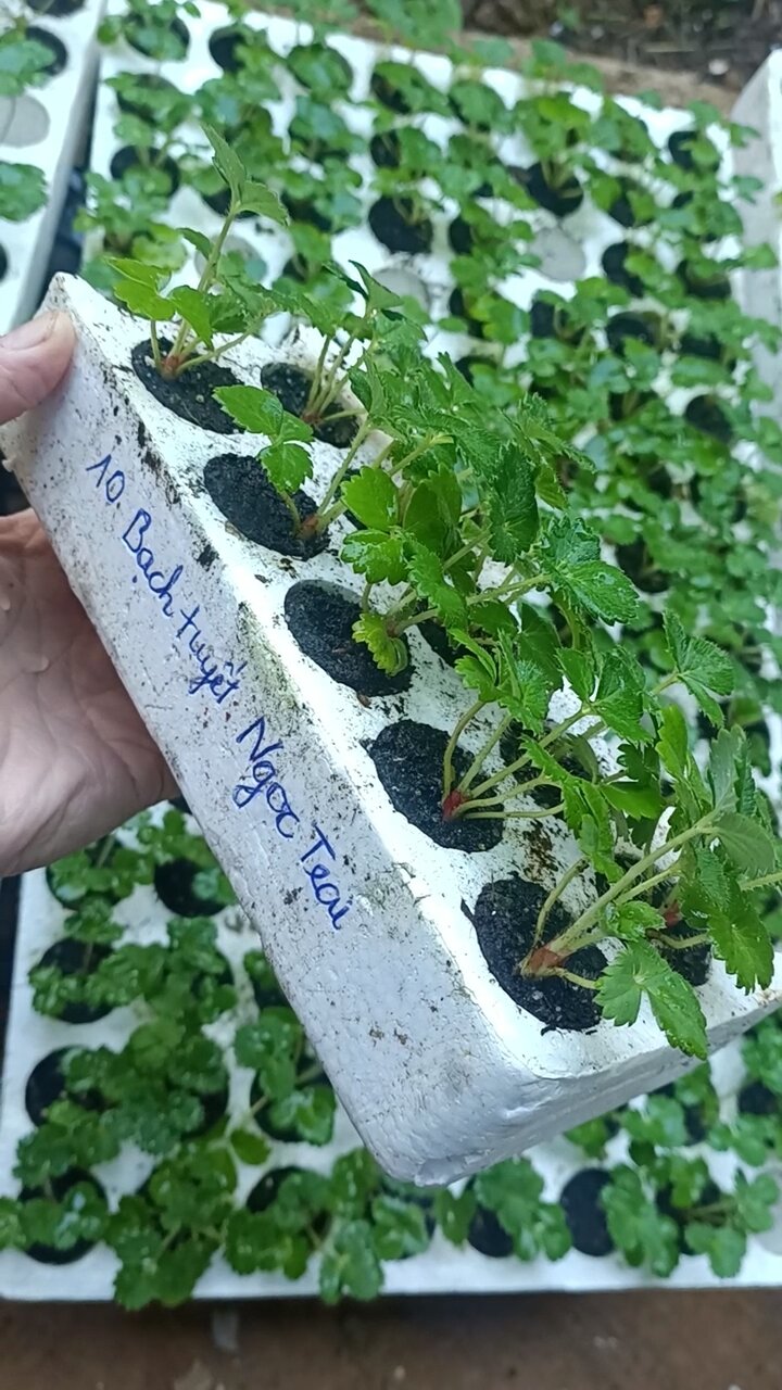 Combo 2 hộp Kem SÂM Thorakao 7g