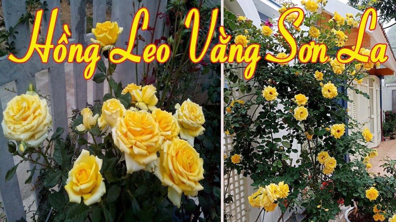 Hoa hồng cổ Sơn La vàng - hồng leo